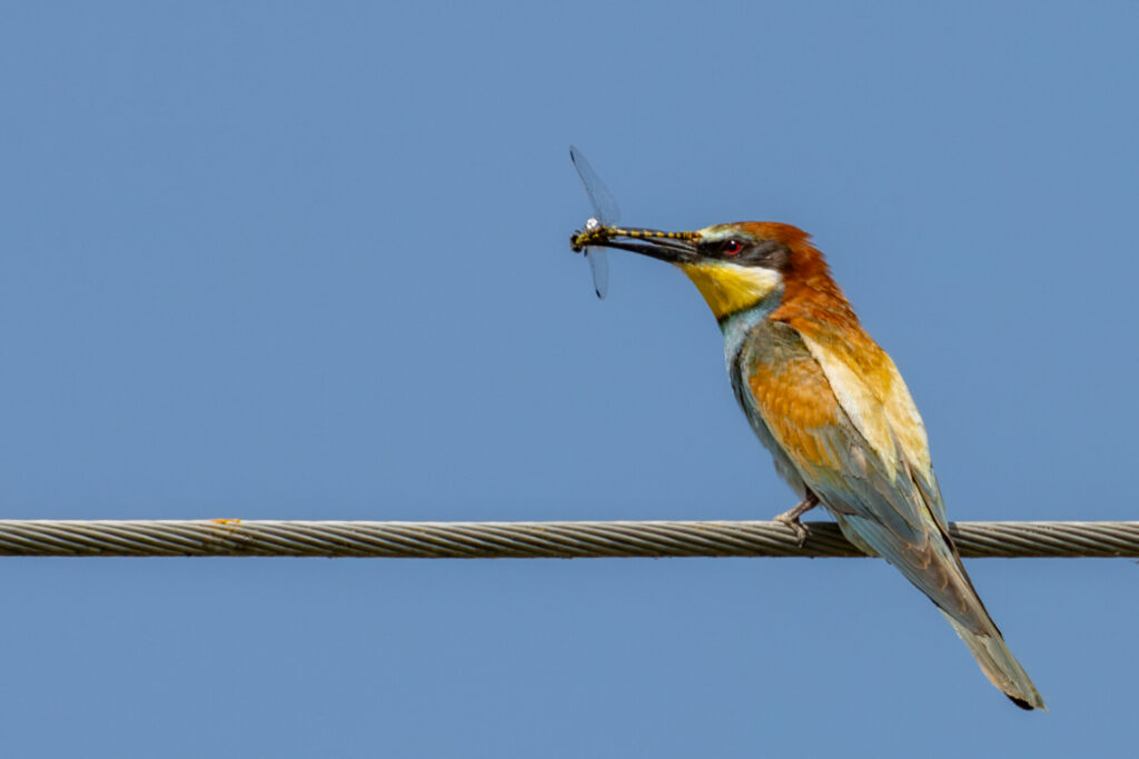 Fotografia de Josep Maria Fornell