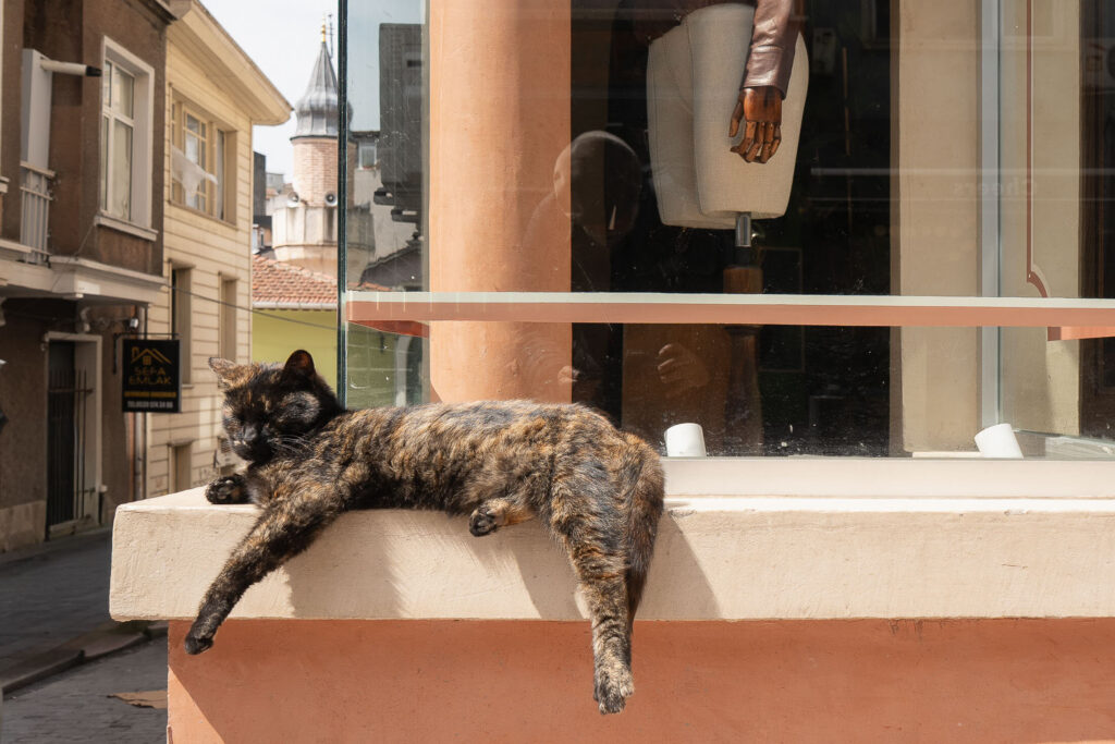 Fotografia de Francesc Magem Casasayas