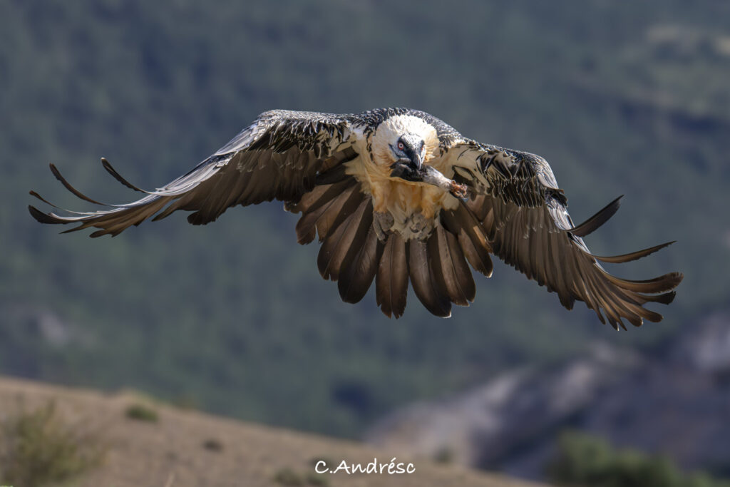 Fotografia de Carlos Andrés Cinca
