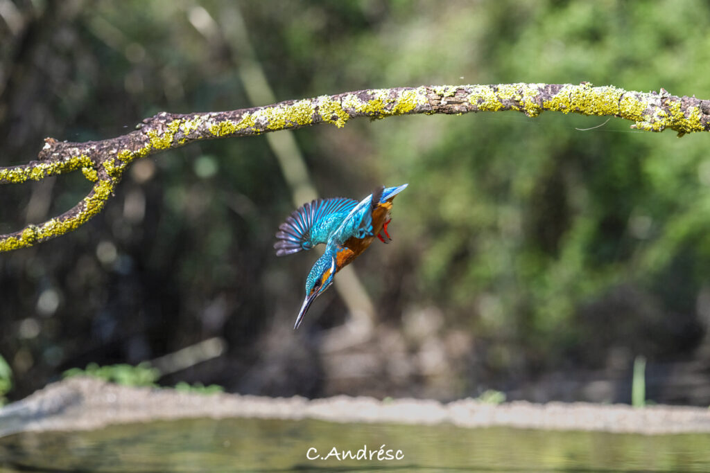 Fotografia de Carlos Andrés Cinca