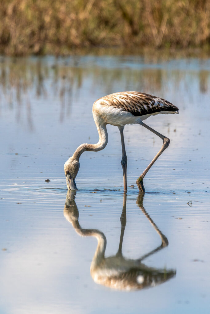 Fotografia de Ferran Vaqué Bover