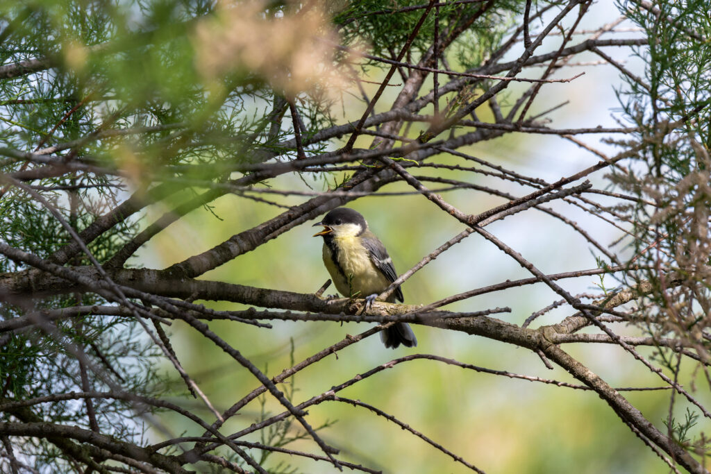 Fotografia de Ferran Vaqué Bover