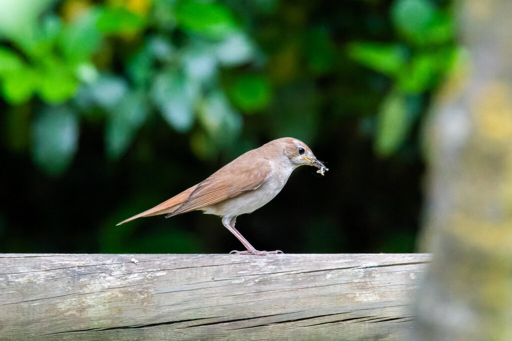 Fotografia de Ferran Vaqué Bover