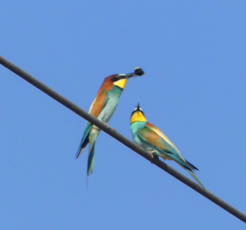 Fotografia de Miquel Carbonell Bernardó